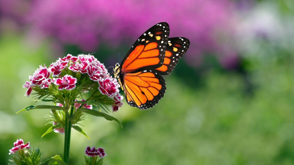 7 natural predators to encourage into your garden for pests