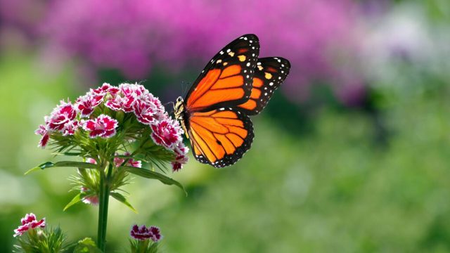 7 natural predators to encourage into your garden for pests