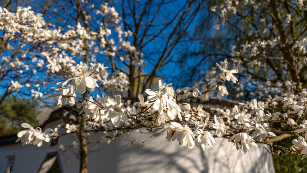 5 of the best flowering trees for small gardens