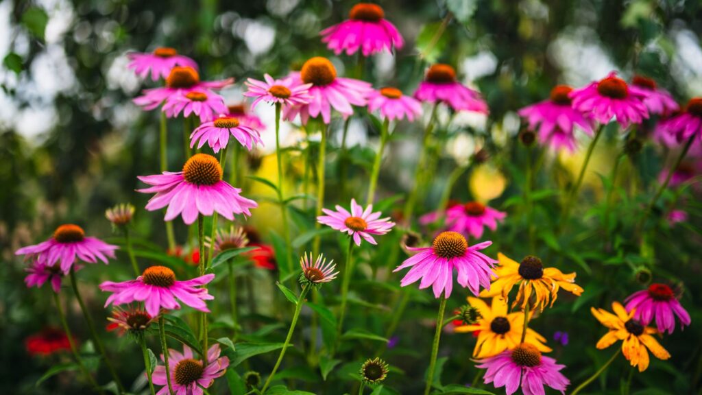 8 flower seeds to sow in February for colourful early blooms