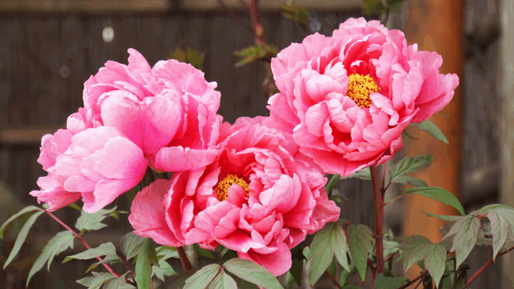 What to do with peonies in June – 4 tasks for longer flowering