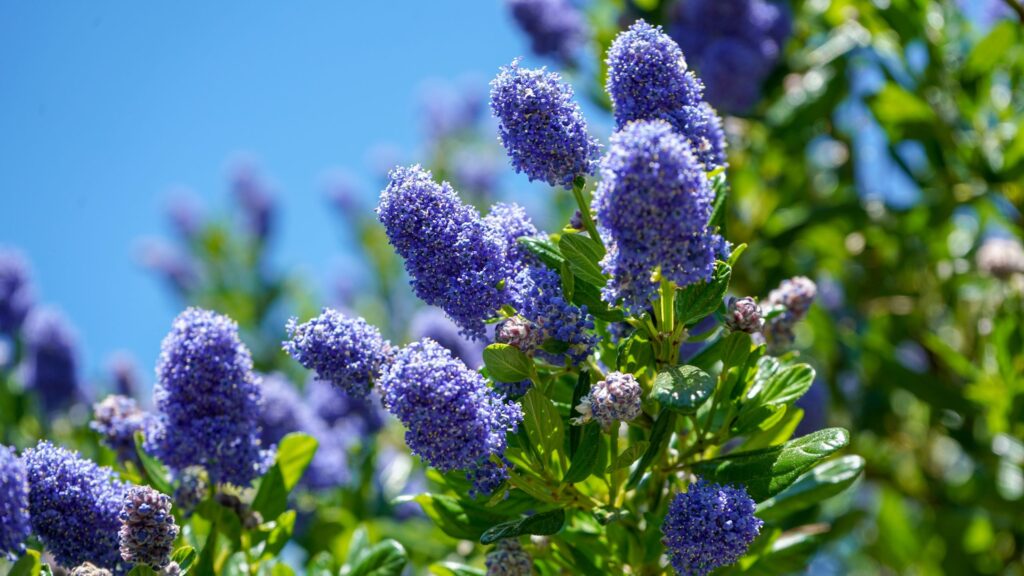 5 plants to prune in June, for better blooms next year
