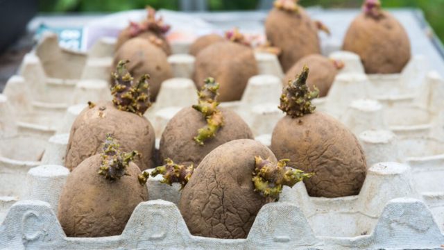 Where to buy seed potatoes to start growing your own spuds