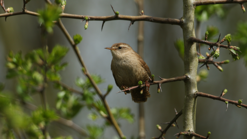 Wrens will flock to your garden if you use this bird box