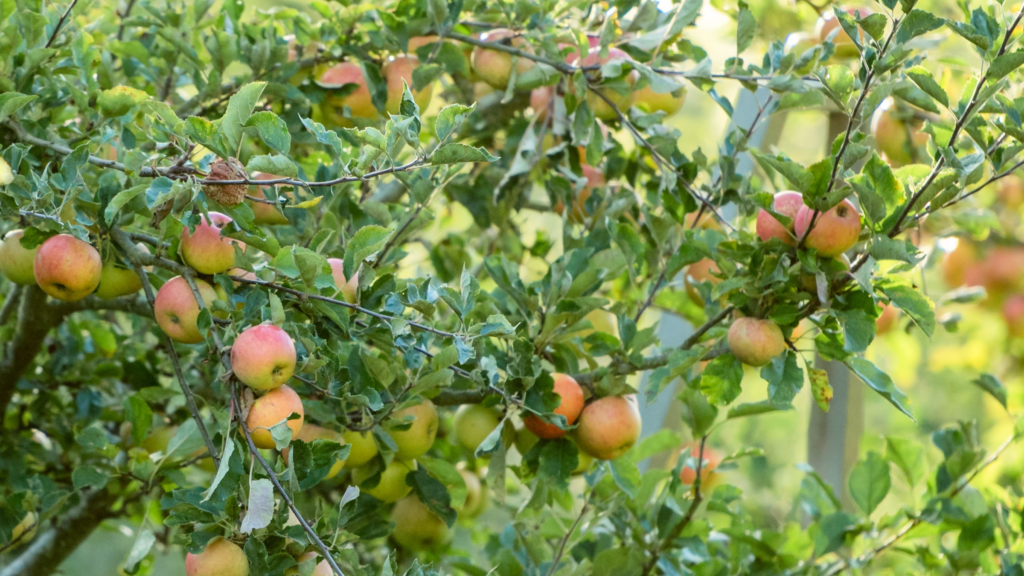 What to do if your neighbour’s fruit tree attracts wasps