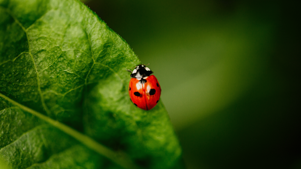 6 scents to deter ladybirds and make your home smell lovely