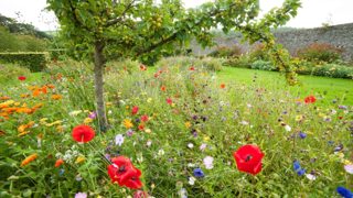 5 flowers to sow in October for a colourful spring and summer