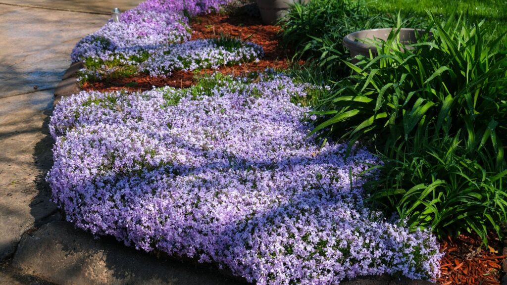 I’m beating weeds with creeping phlox in my garden borders