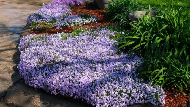 5 evergreen ground cover plants to fill your borders in winter