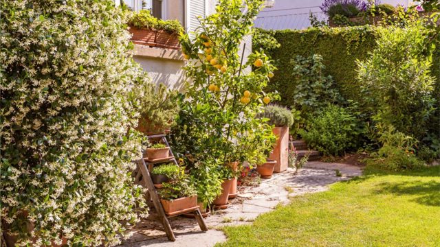 Aldi is selling a range of citrus trees for under £20