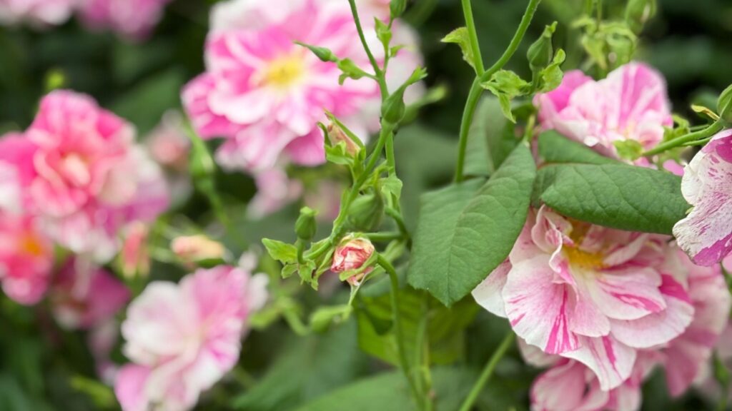 From January to December: a rose for every birth month