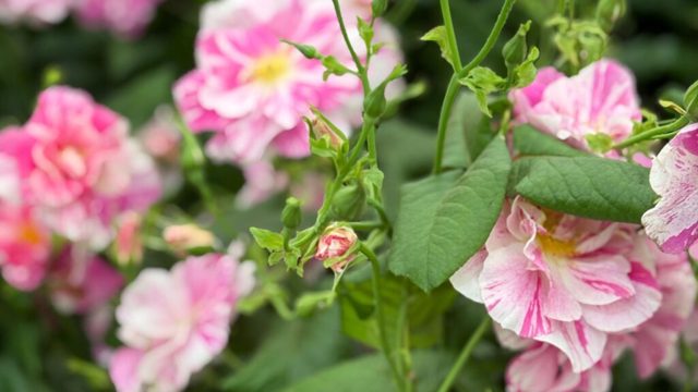 From January to December: a rose for every birth month