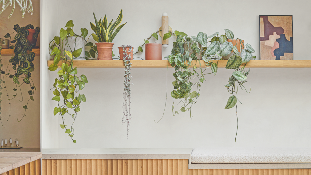 The ‘overnight water’ hack makes grow houseplants healthier