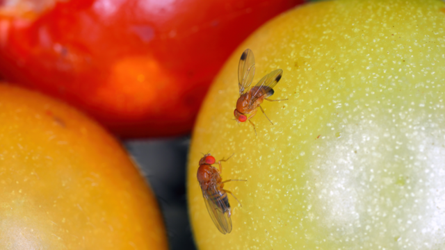 If flies are plaguing your home, try this easy DIY trap