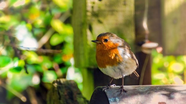 Why robins keep driving birds away from your feeder