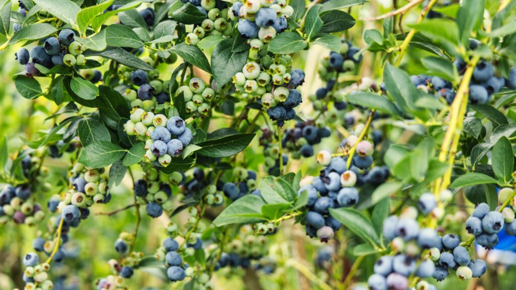 When to plant blueberries for the best harvests every year