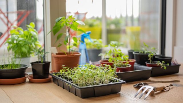 I always use this Amazon mister to water my freshly sown seeds