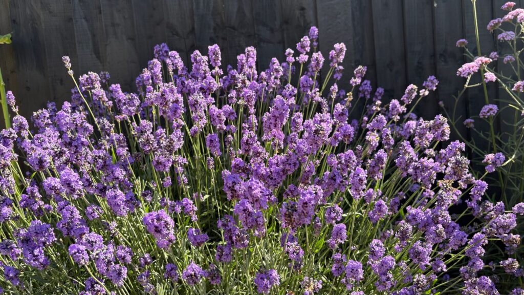What to prune in August – 7 plants to tackle now