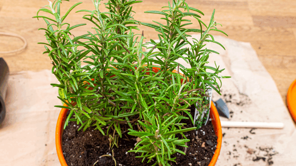 How to revive a woody rosemary plant