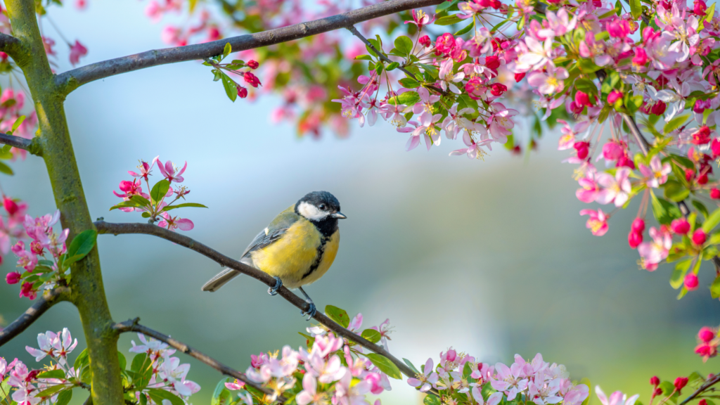 5 of the best bird-friendly plants that thrive in pots