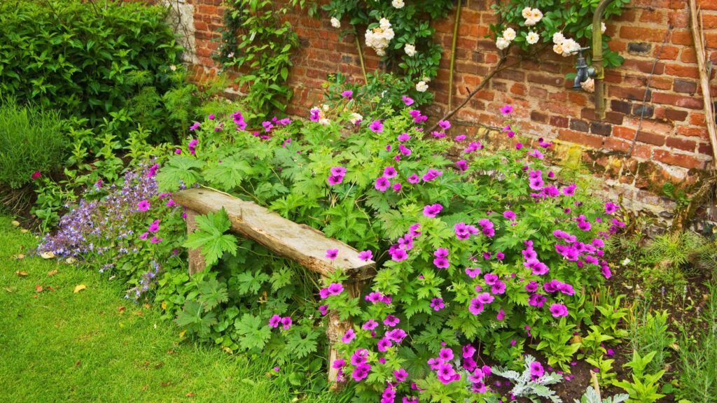 Low-maintenance plants that thrive on neglect and in shade