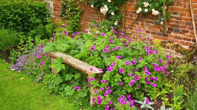 Low-maintenance plants that thrive on neglect and in shade