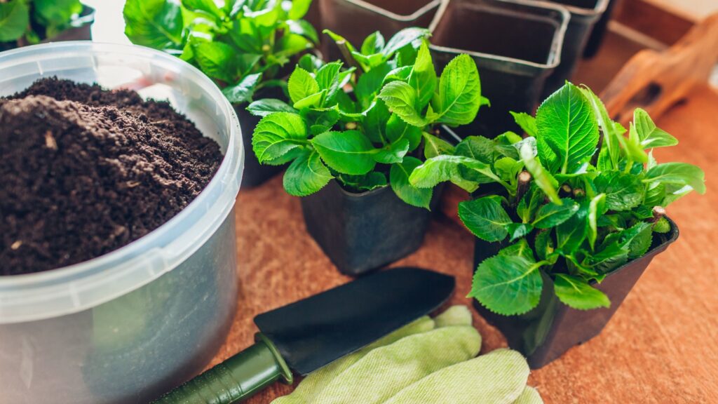 6 beautiful plants to propagate in October
