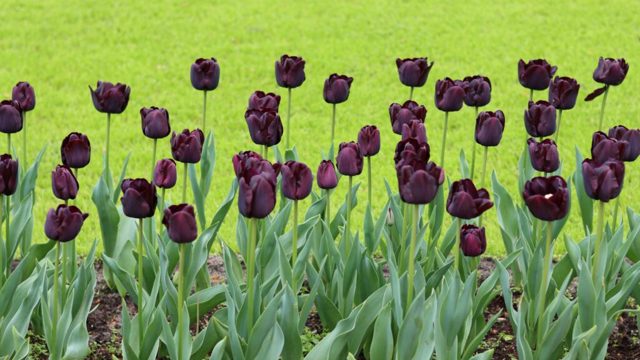 Best tulip varieties – my 5 favourites as a gardens editor