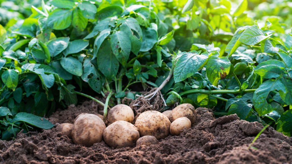 Experts say this is the best veg to grow in a tiny garden