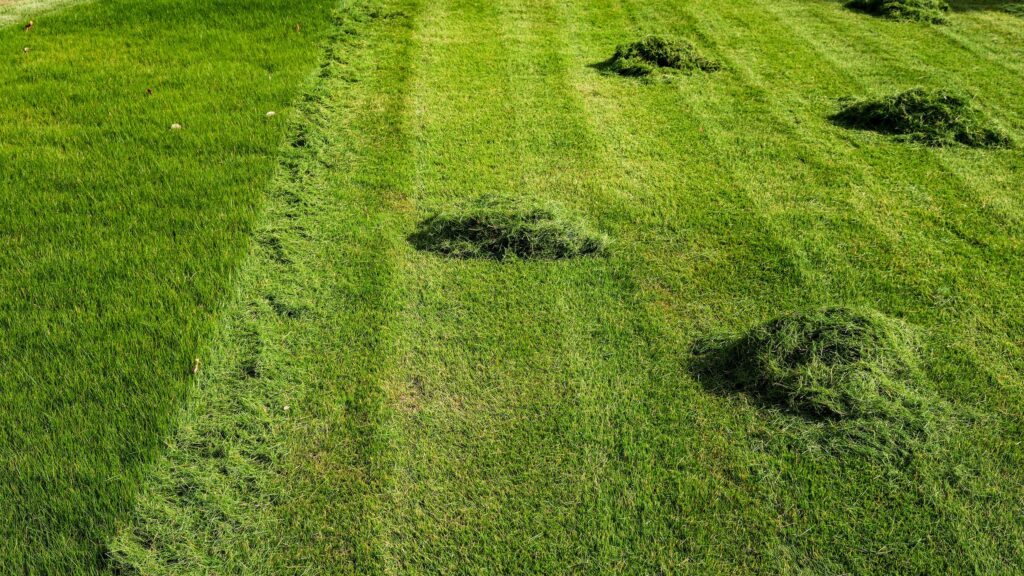 4 ways to reuse grass clippings in your garden