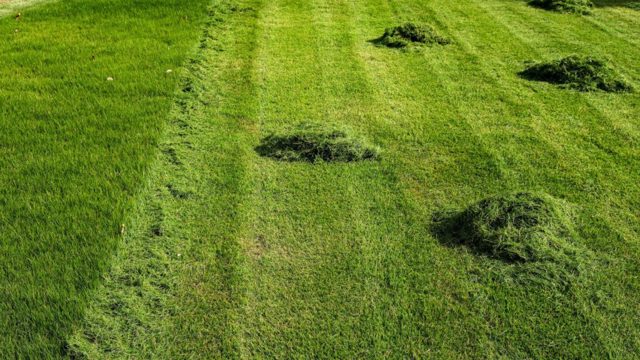 4 ways to reuse grass clippings in your garden
