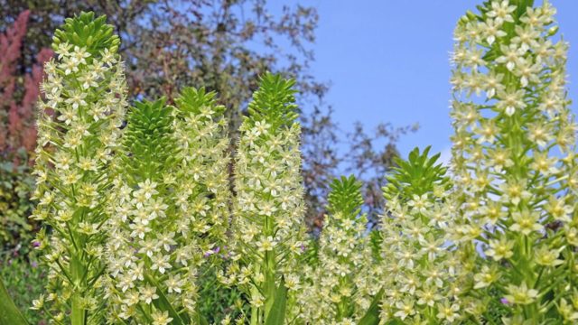 Unique bulbs to plant in February – 5 striking picks