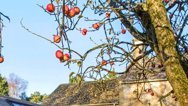 Where to buy fruit trees – 5 places I love to browse