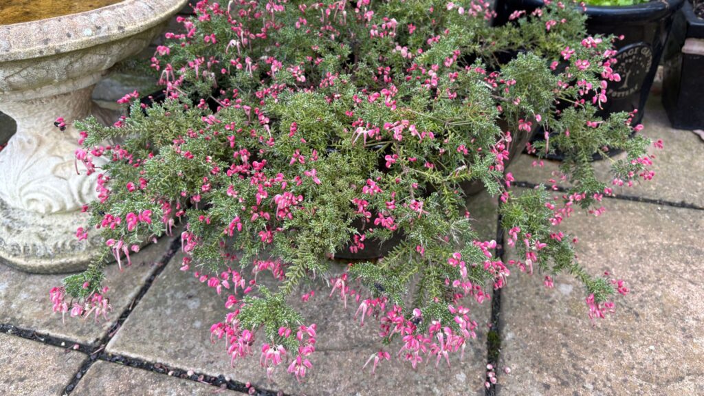 Grow this flowering filler plant for stunning late winter blooms