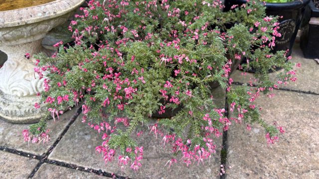 Grow this flowering filler plant for stunning late winter blooms