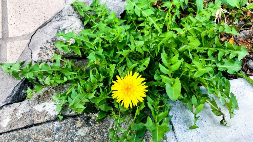 The best weeding tools for different types of weeds
