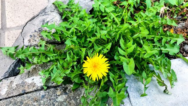 The best weeding tools for different types of weeds