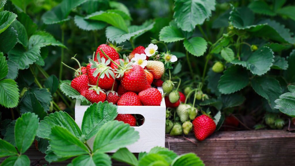 What to do with strawberry plants in April – 6 key tasks
