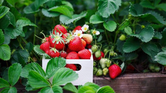 What to do with strawberry plants in April – 6 key tasks