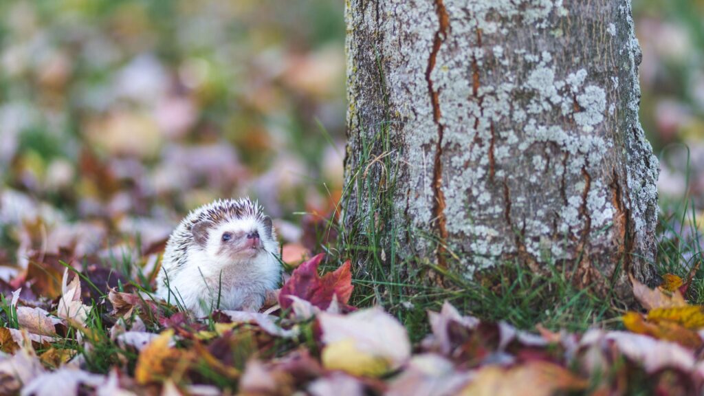 What to put outside to keep wildlife warm in winter