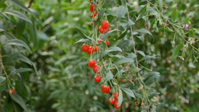 How to grow goji berries for delicious, vitamin-rich harvests