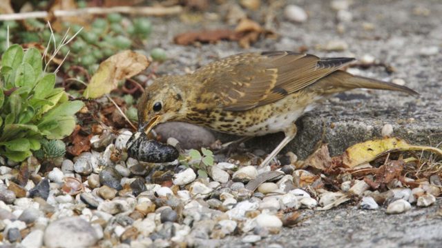 3 ways to attract slug-eating birds to your garden