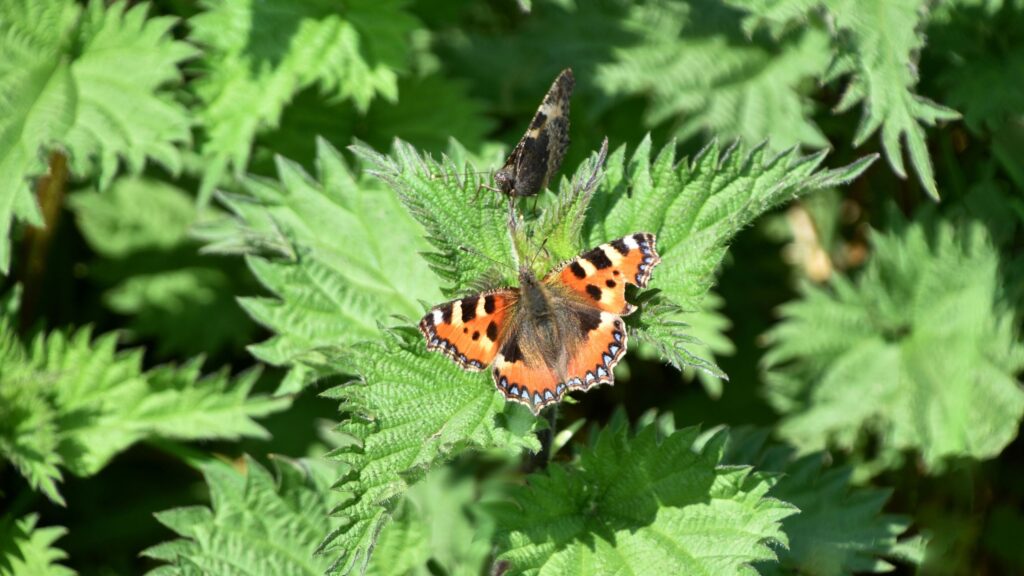 Should you get rid of nettles in the garden?