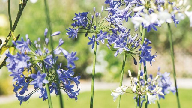 4 things a drought-tolerant garden always has