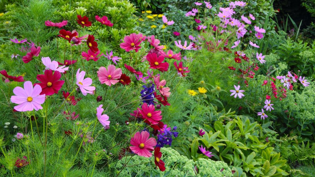 7 seeds to sow directly outdoors in May for summer flowers