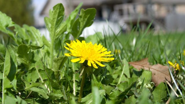 4 benefits of keeping dandelions in your lawn this May