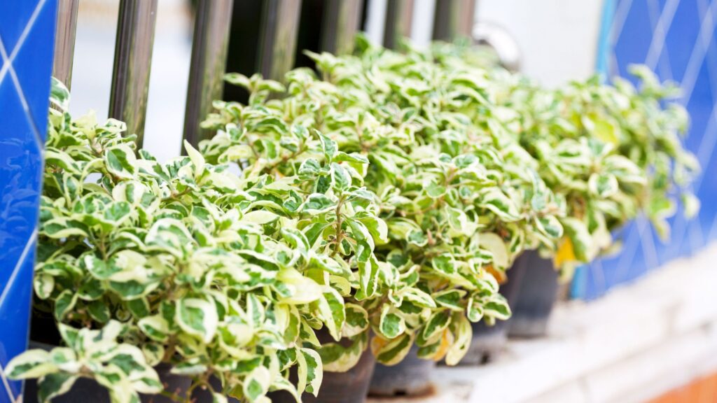 5 of the best plants for a north-facing balcony garden