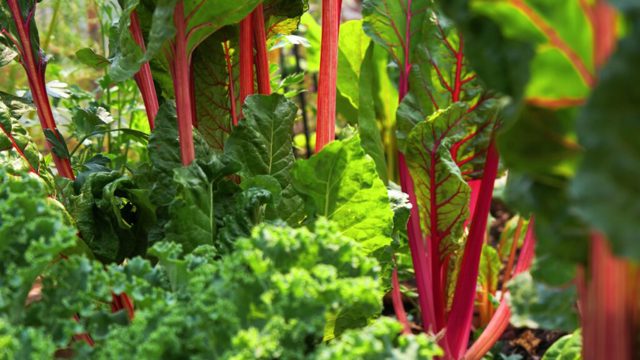 This is the most productive crop Sarah Raven has ever grown