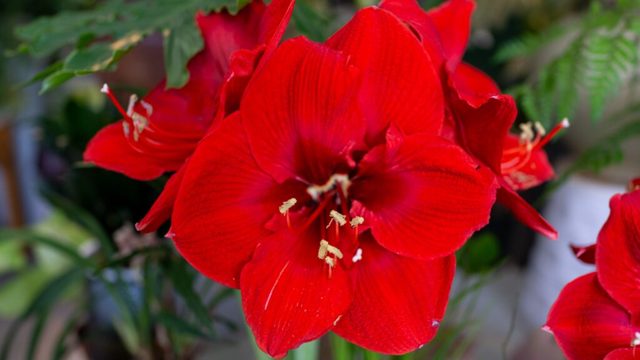 Now’s your last chance to plant amaryllis for Christmas blooms