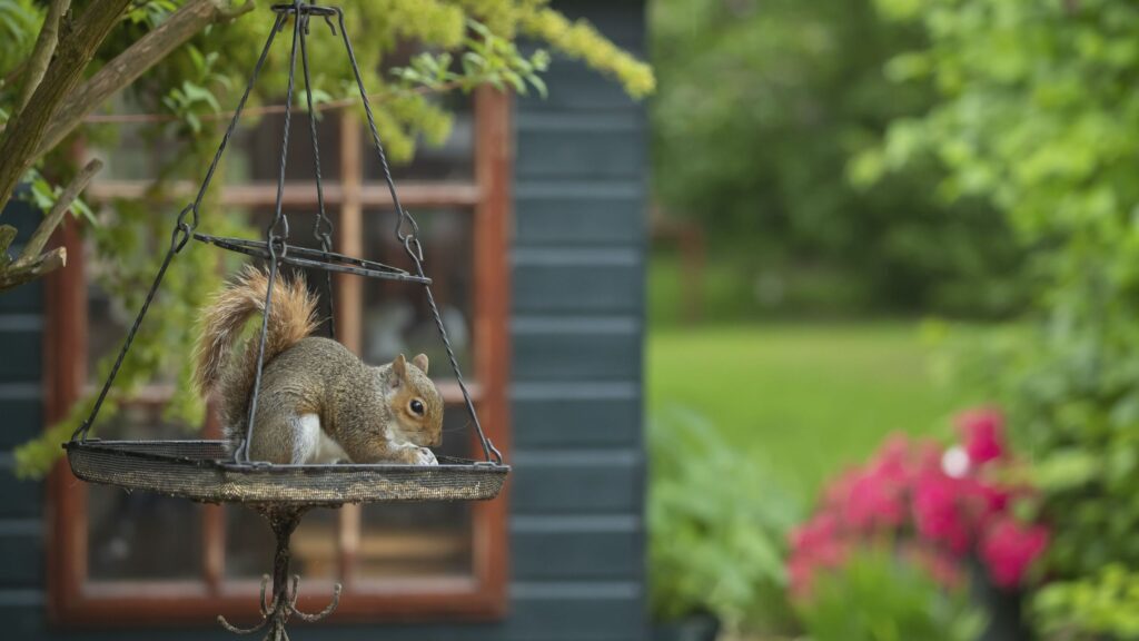 The 5-7-9 rule for bird feeders could keep squirrels at bay